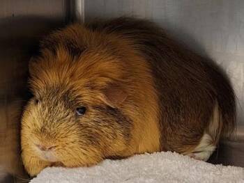 Rescue Guinea Pig Guinea Pigs for Adoption in Bellingham, Washington - Sue Ellen And Francine | PetCurious